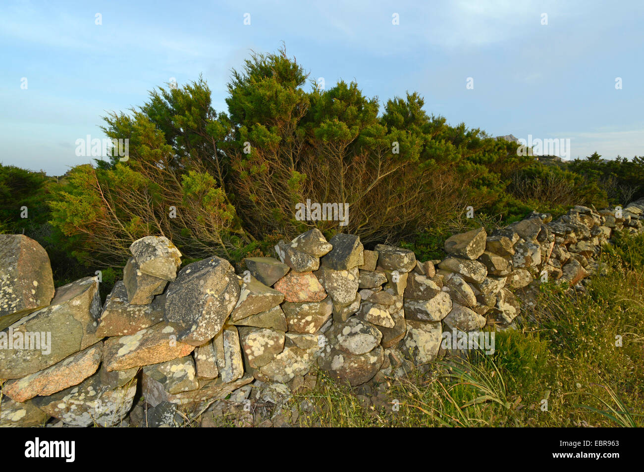 Steinmauer und Hecke, Biotop für Reptilien, Frankreich, Corsica Stockfoto