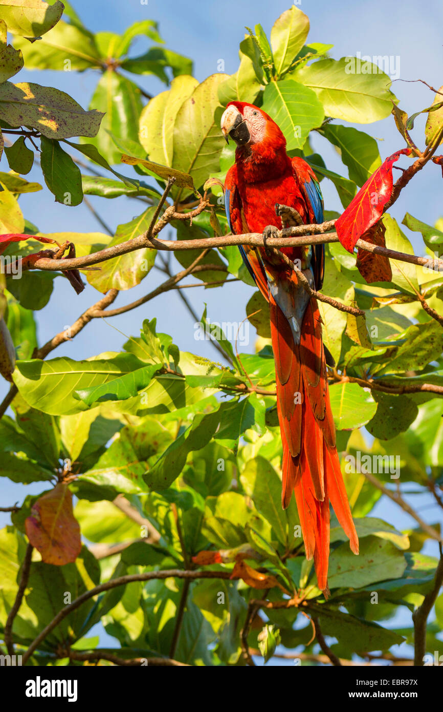 hellroten Aras (Ara Macao), sitzt auf einem Baum, Costa Rica Stockfoto