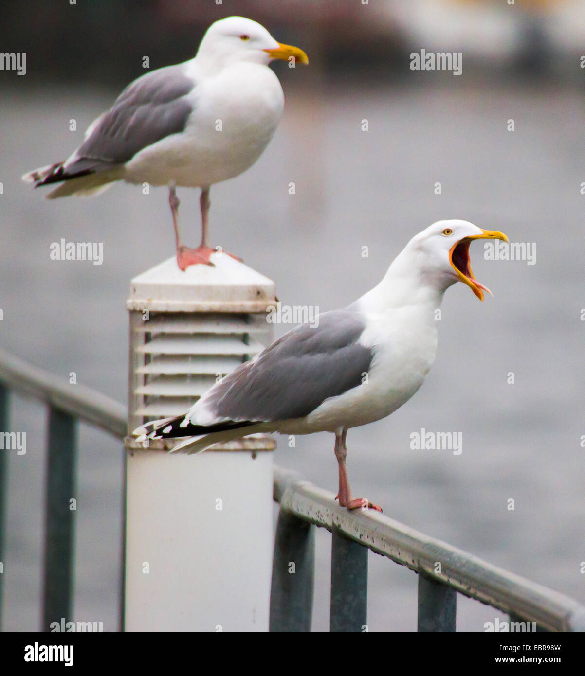 Silbermöwe (Larus Argentatus), zwei Möwen, sitzt auf einem Geländer, Deutschland, Mecklenburg-Vorpommern, Waren Stockfoto