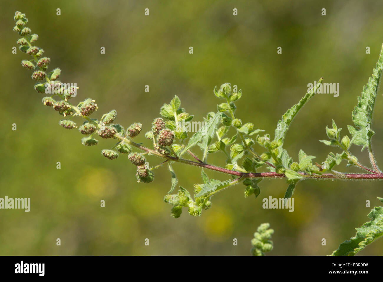 Burweed, Ragweed (Ambrosia spec.), Blütenstand, USA, Arizona Stockfoto