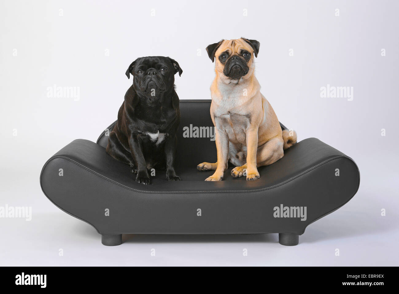 Mops (Canis Lupus F. Familiaris), zwei Pugs sitzen nebeneinander auf einem Sofa edler Hund Stockfoto