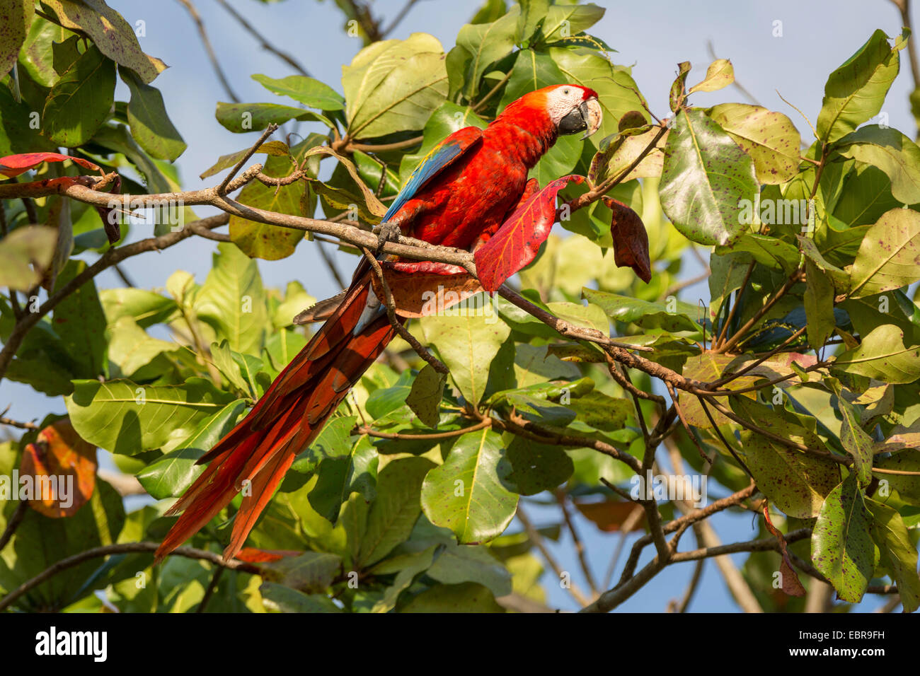 hellroten Aras (Ara Macao), sitzt auf einem Baum, Costa Rica Stockfoto
