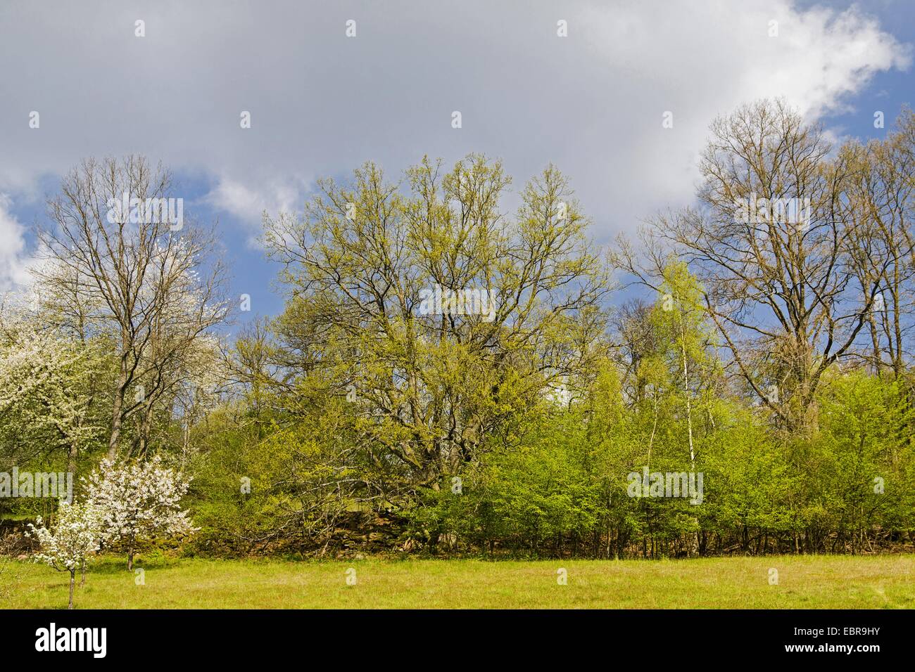 Rand einer Frucht Baum Wiese am Waldrand, Deutschland, Baden-Württemberg Stockfoto