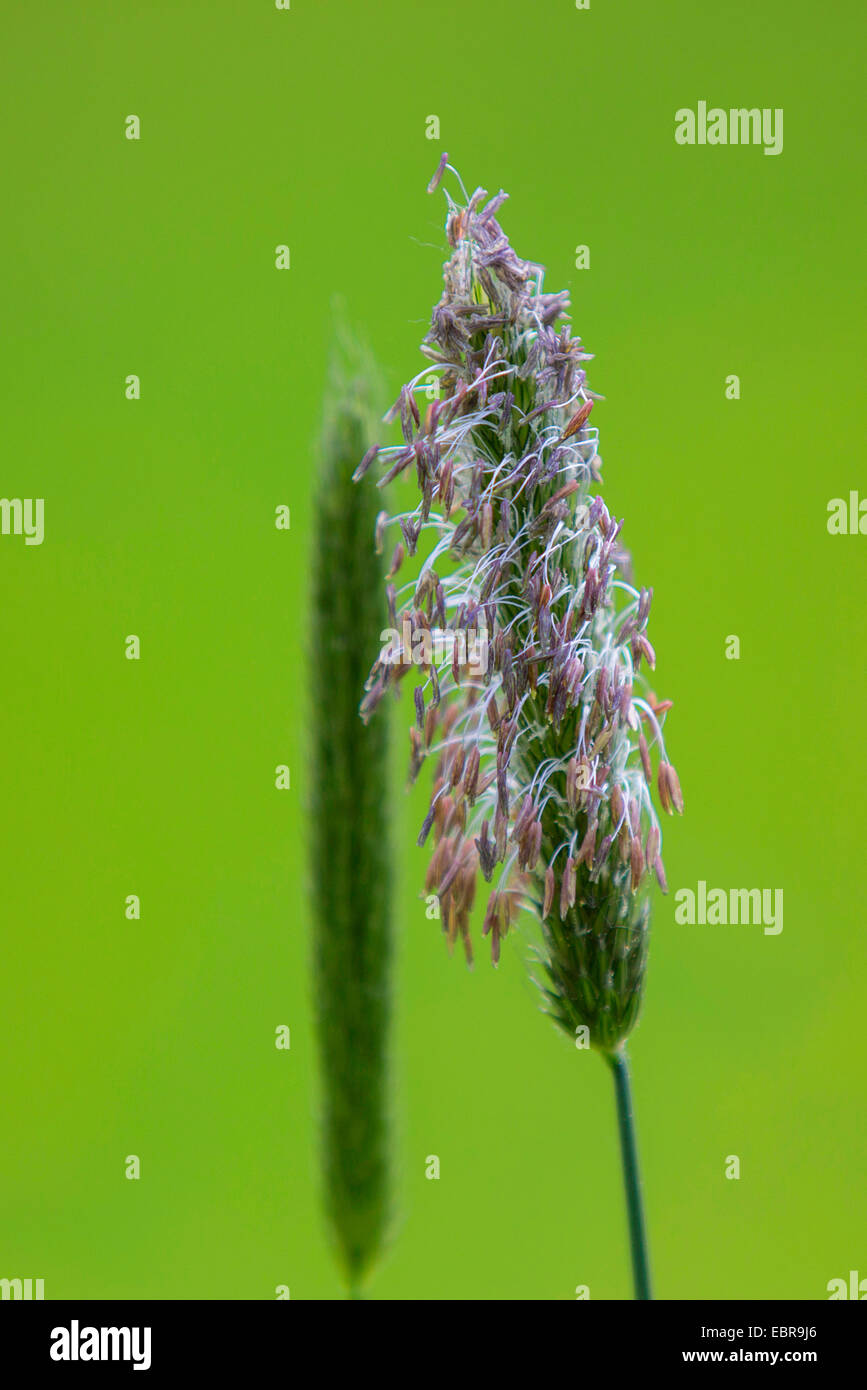 Meadow Foxtail Grass (Alopecurus Pratensis), Blütenstand, Deutschland, Bayern Stockfoto
