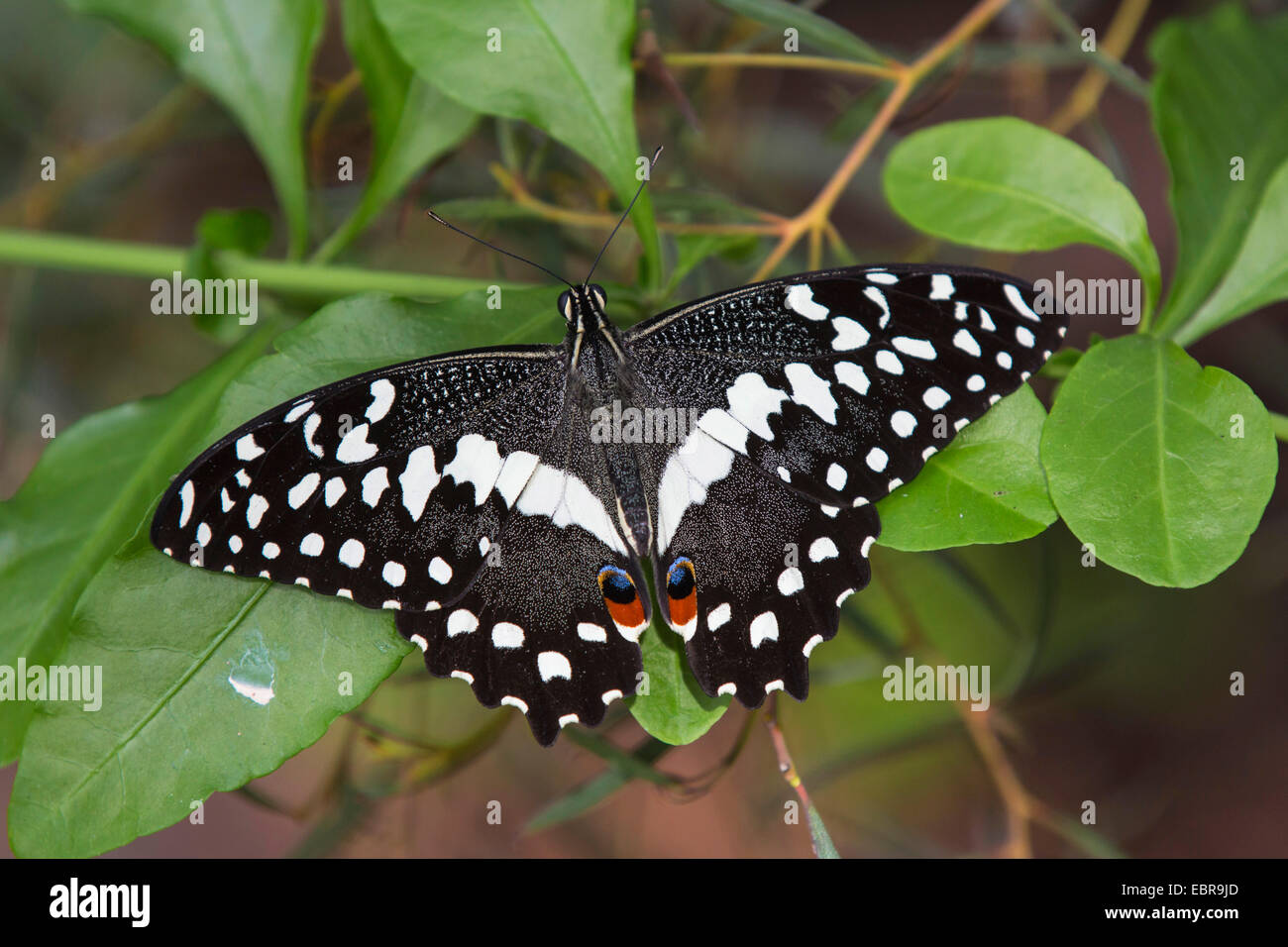 Karierte Schwalbenschwanz (Papilio Demoleus), sitzt auf einem Blatt Stockfoto