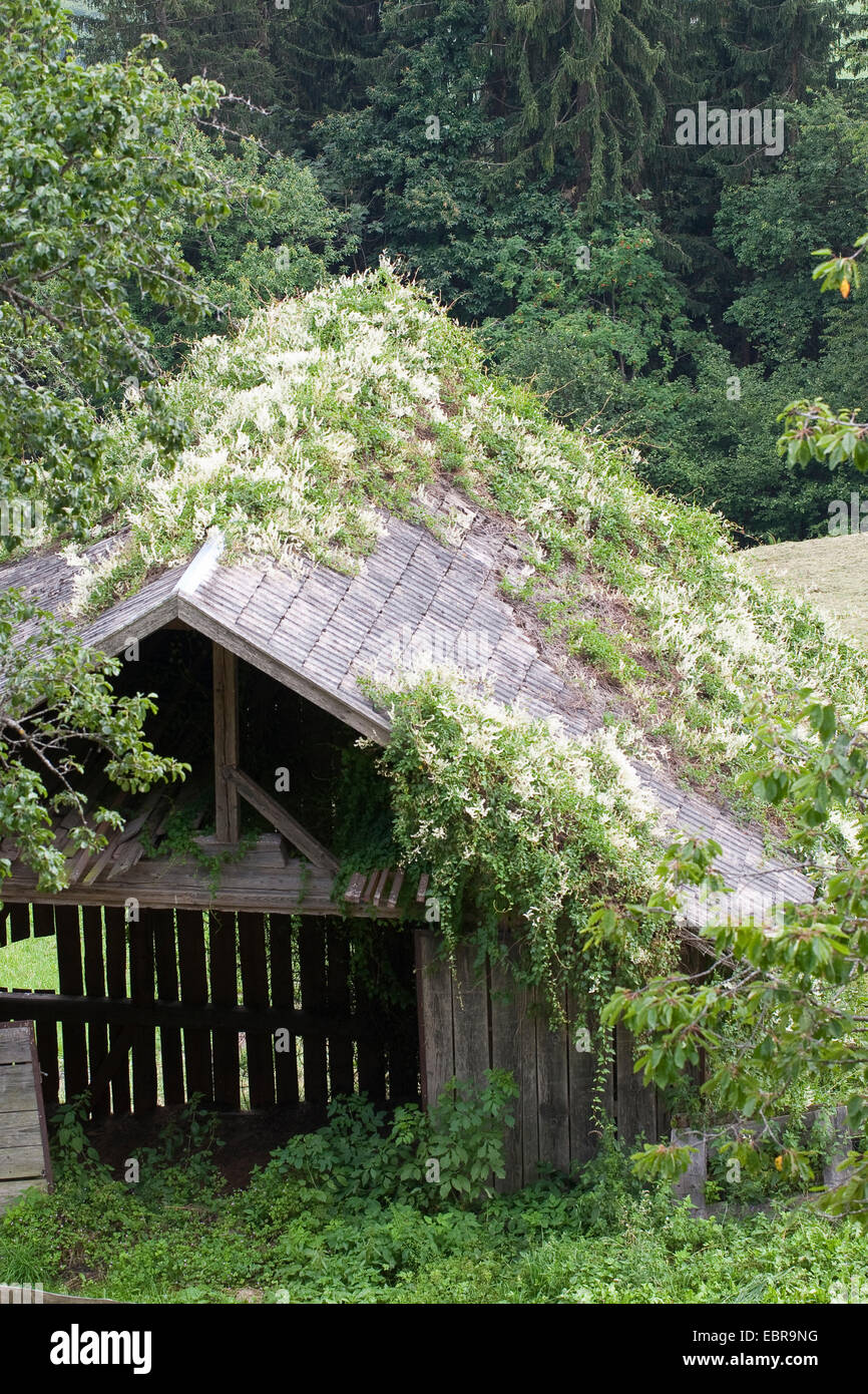 Bilderdikia Aubertii Stockfotos und bilder Kaufen Alamy