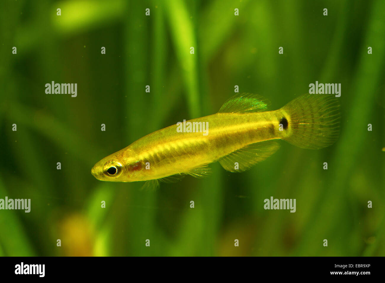 Pygmy Killifische (Leptolucania Ommata), Männlich Stockfoto