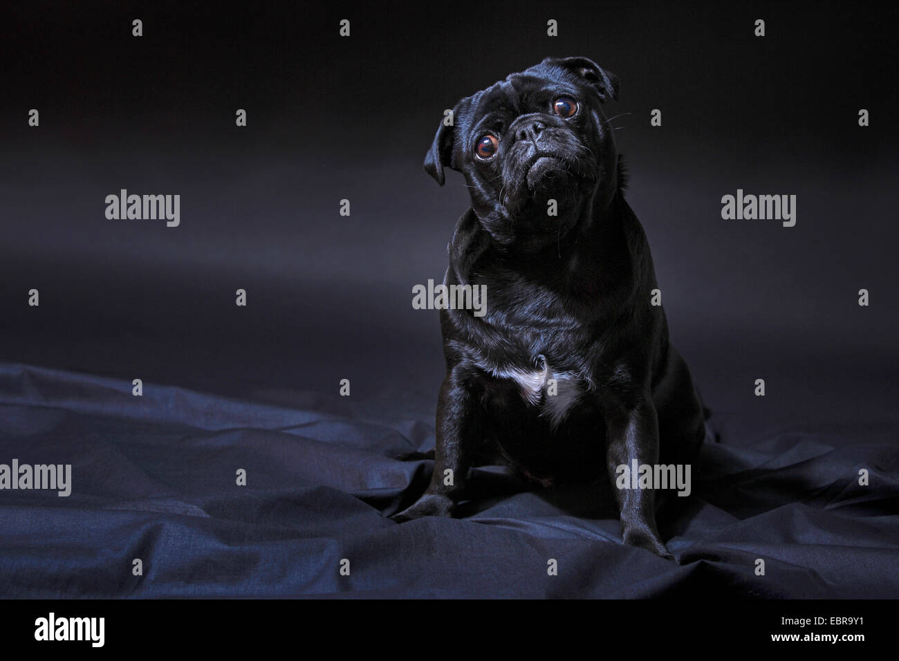 Mops (Canis Lupus F. Familiaris), schwarze Mops auf eine schwarze Decke sitzen und halten den Kopf gekippt Stockfoto