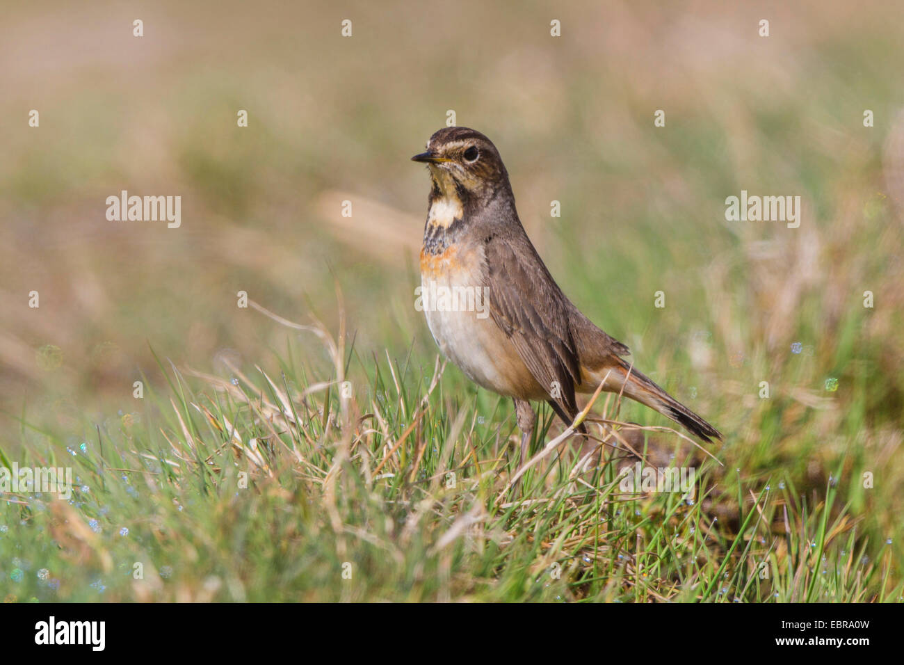 Blaukehlchen (Luscinia Svecica Cyanecula), weibliche sitzen auf Rasen nass mit dem Tau, Deutschland, Bayern Stockfoto