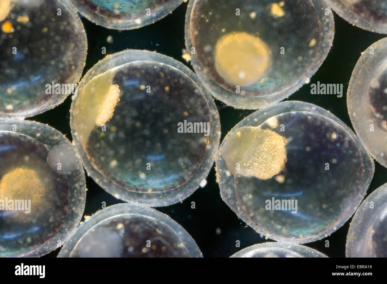 Hecht, Hecht (Esox Lucius), Eiern, Morulastadium, Zelle Dividion beginnt über die Eigelb-Schicht, Deutschland Stockfoto