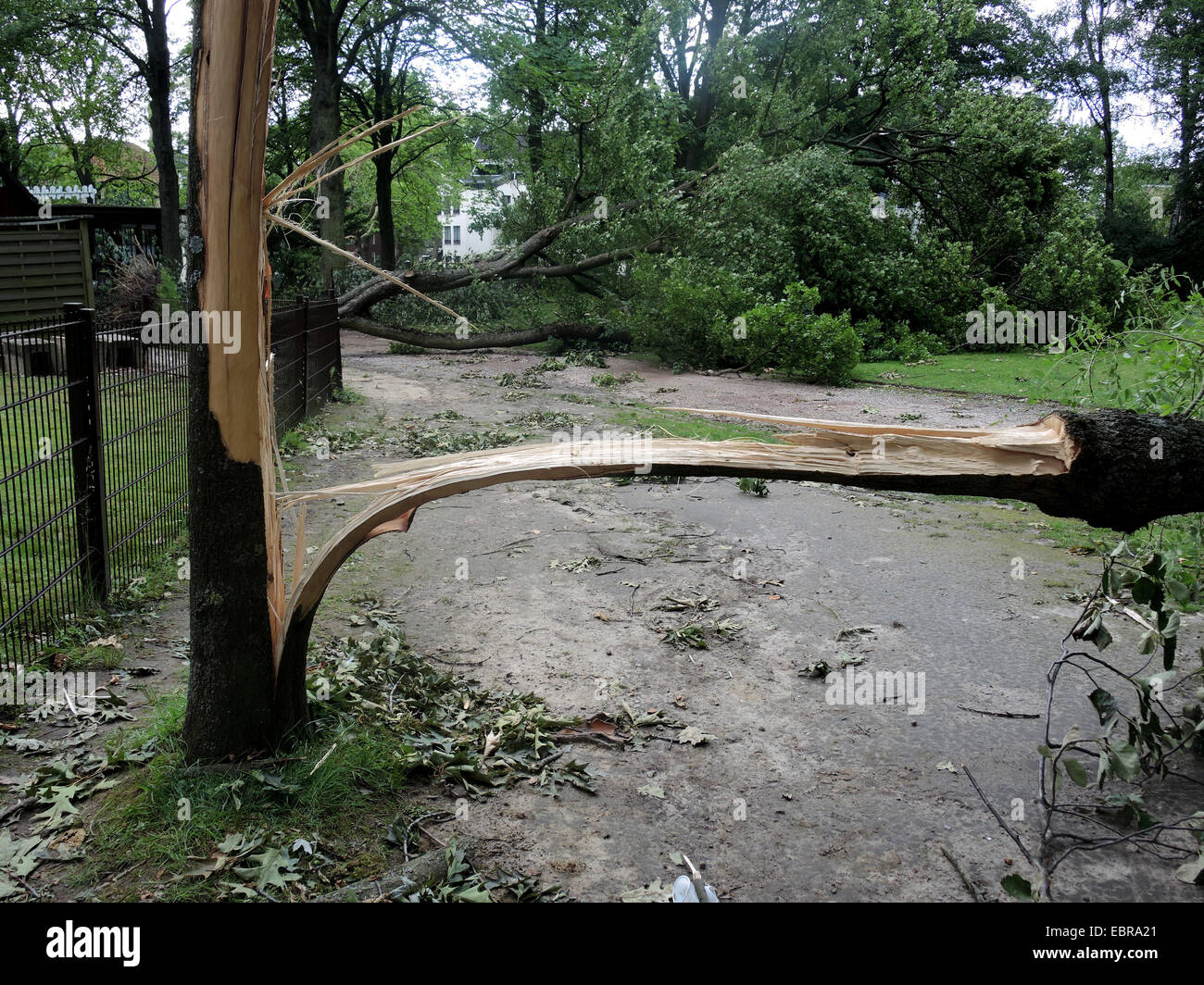 gemeine Esche, europäischer Esche (Fraxinus Excelsior), verwüsteten Stadt Park Bochum durch umgestürzte Bäume und abgebrochene Äste, Sturmtief Ela am 2014-06-09, Bochum, Ruhrgebiet, Nordrhein-Westfalen, Deutschland Stockfoto