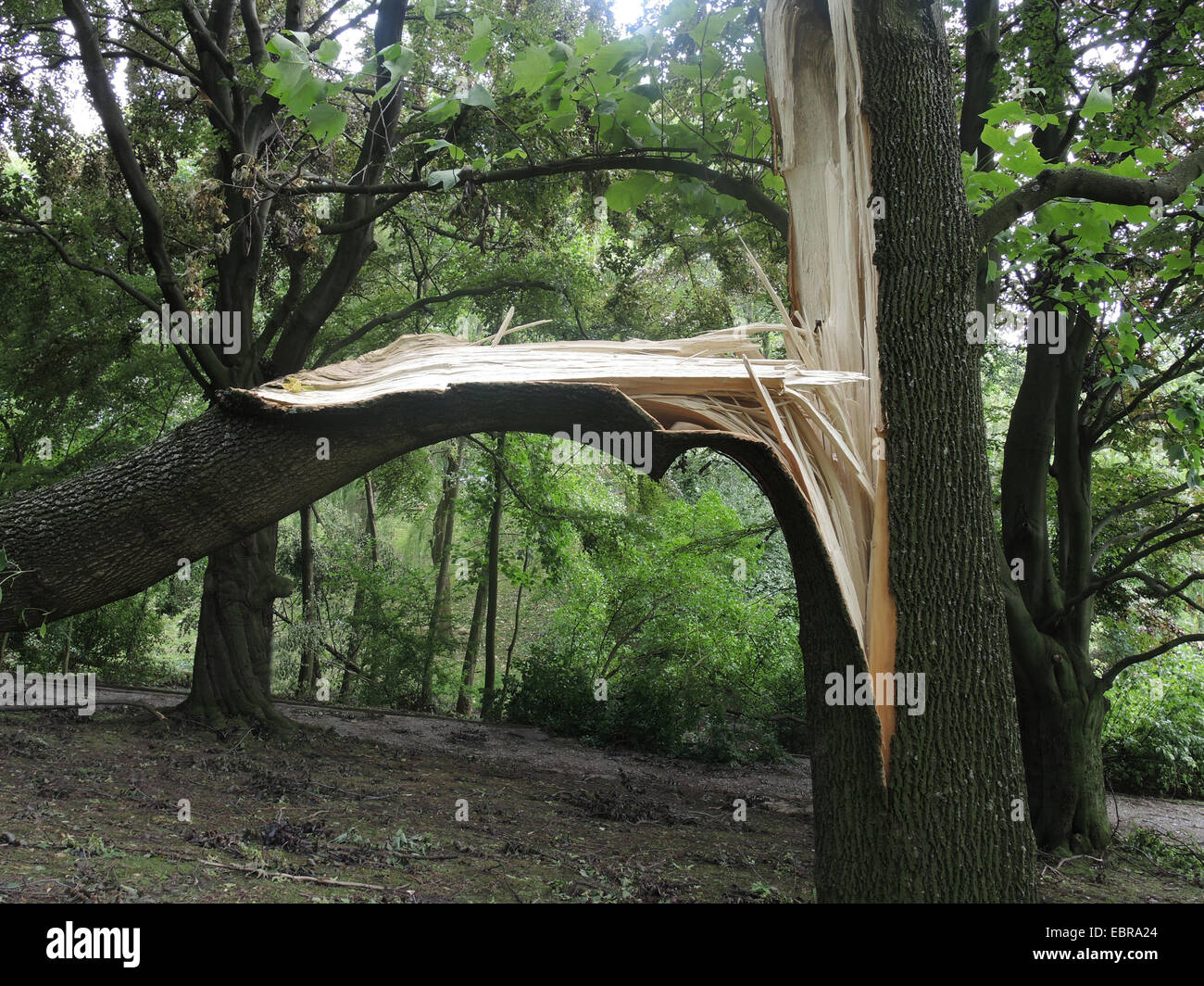 verwüstete Stadt Park Bochum durch umgestürzte Bäume und abgebrochene Äste, Sturmtief Ela am 2014-06-09, Bochum, Ruhrgebiet, Nordrhein-Westfalen, Deutschland Stockfoto