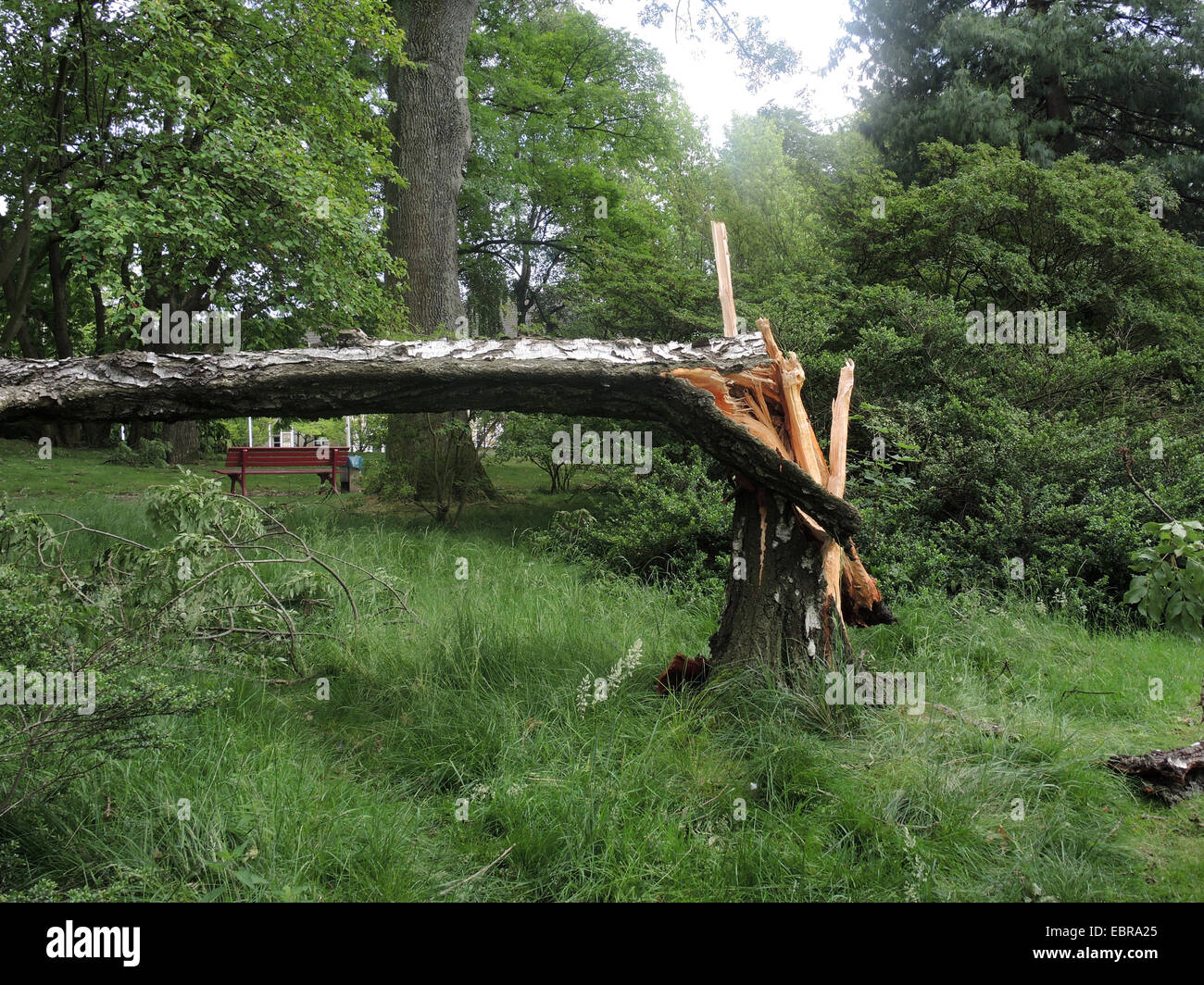 gemeinsamen Birke, Birke, Europäische weiße Birke, weiße Birke (Betula Pendel, Betula Alba), verwüsteten Stadt Park Bochum durch umgestürzte Bäume und abgebrochene Äste, Sturmtief Ela am 2014-06-09, Bochum, Ruhrgebiet, Nordrhein-Westfalen, Deutschland Stockfoto