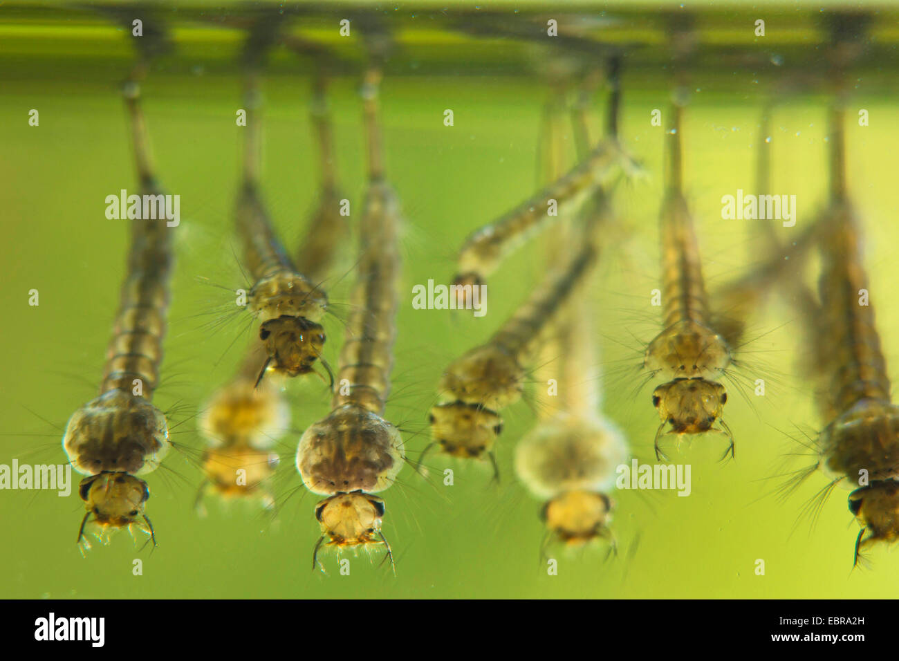 Mücken, Stechmücken (Culicidae), Larven hängen unter der Wasseroberfläche Stockfoto