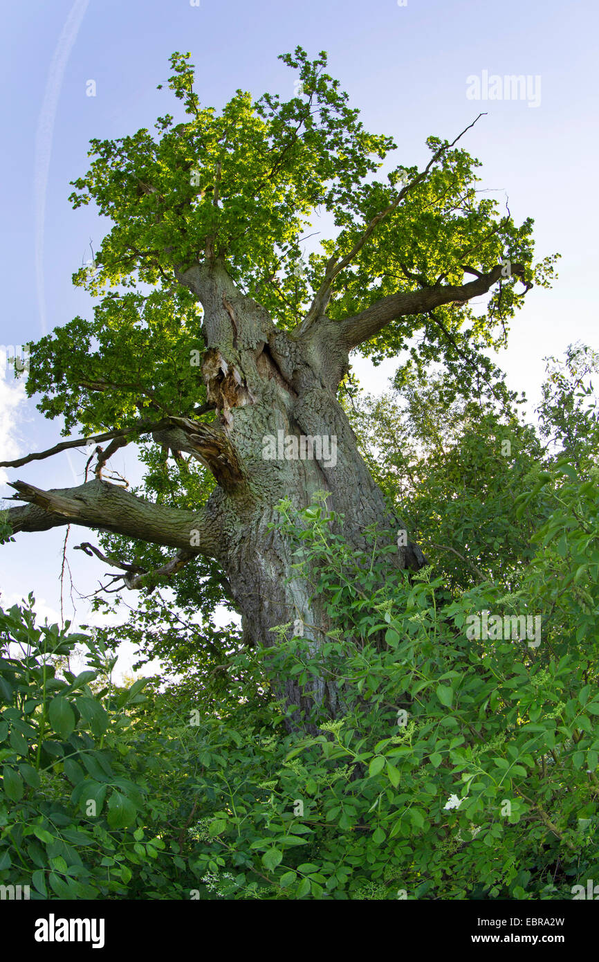 Stieleiche, pedunculate Eiche, Stieleiche (Quercus Robur), alte knorrige Eiche, Deutschland, Schleswig-Holstein Stockfoto