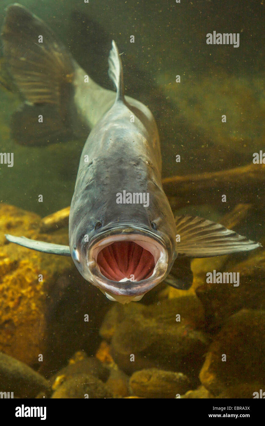 BigHead Karpfen (Hypophthalmichthys Nobilis, Aristichthys Nobilis), mit offenem Mund Stockfoto