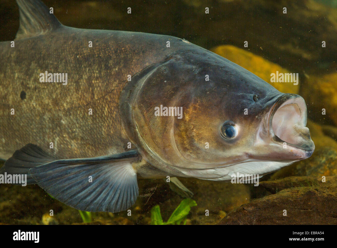 BigHead Karpfen (Hypophthalmichthys Nobilis, Aristichthys Nobilis), Portrait mit offenem Mund Stockfoto