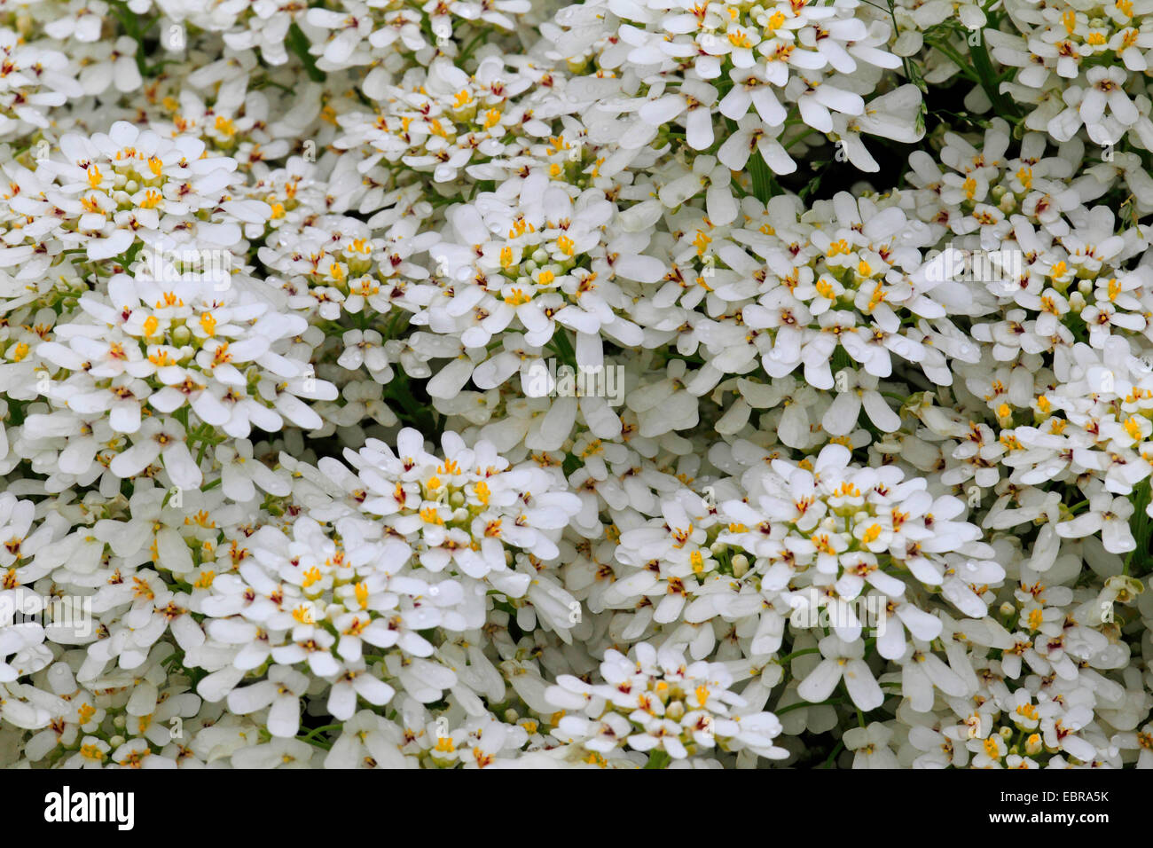 Schleifenblume, immergrüne Schleifenblume (Iberis Sempervirens), blooming Einfassung Stockfoto