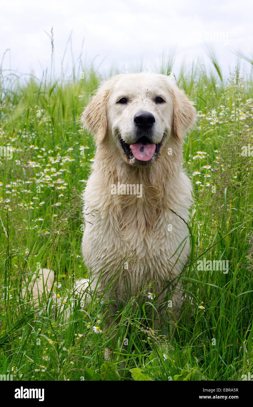 Golden Retriever (Canis Lupus F. Familiaris), 14 Monate alte Golden Retriever sitzend in einer Blumenwiese Stockfoto