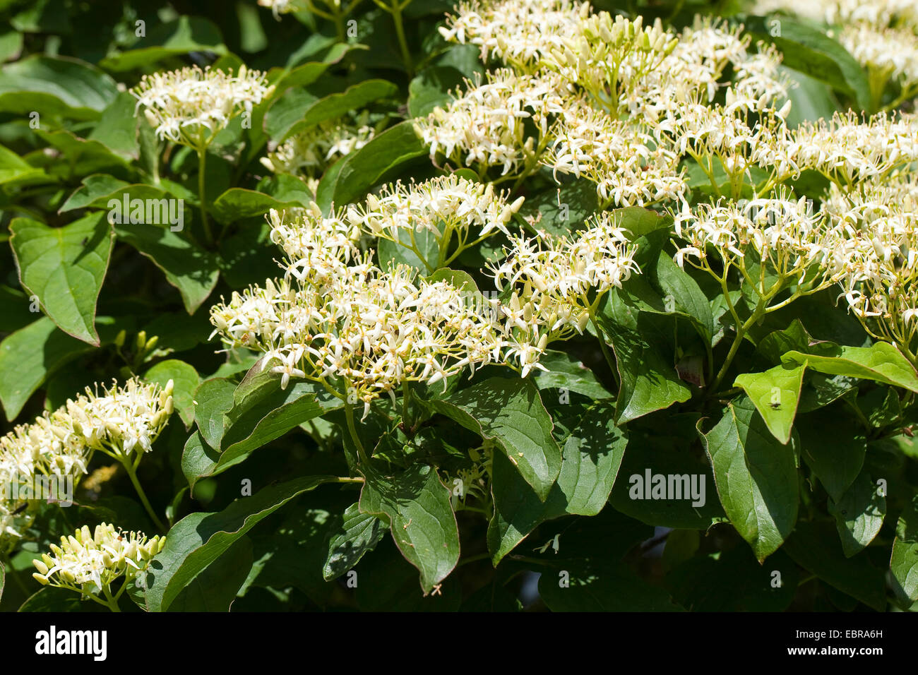Hartriegel, Dogberry (Cornus sanguineaund), blühen, Deutschland Stockfoto