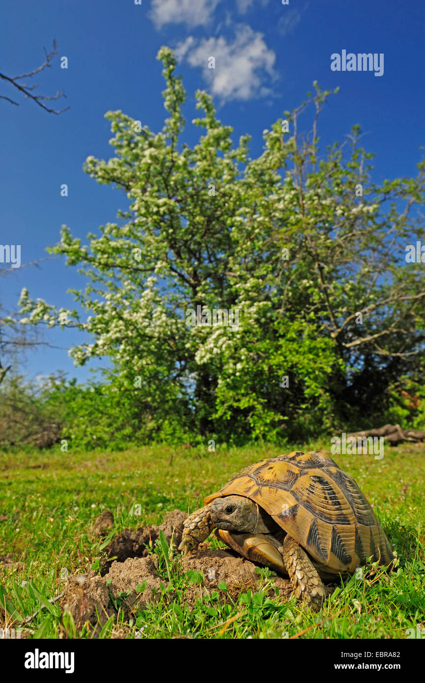 Hermanns Schildkröte, Griechische Schildkröte (Testudo Hermanni, Testudo Hermanni Boettgeri), Wandern, Griechenland, Mazedonien Stockfoto
