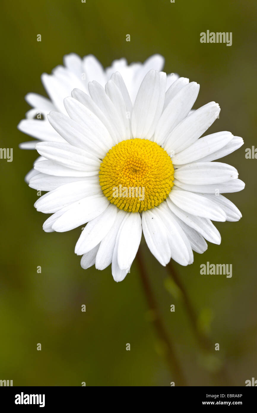 Oxeye Daisy (Chrysanthemum Leucanthemum, Leucanthemum Vulgare), Blume, Deutschland, Schleswig-Holstein Stockfoto