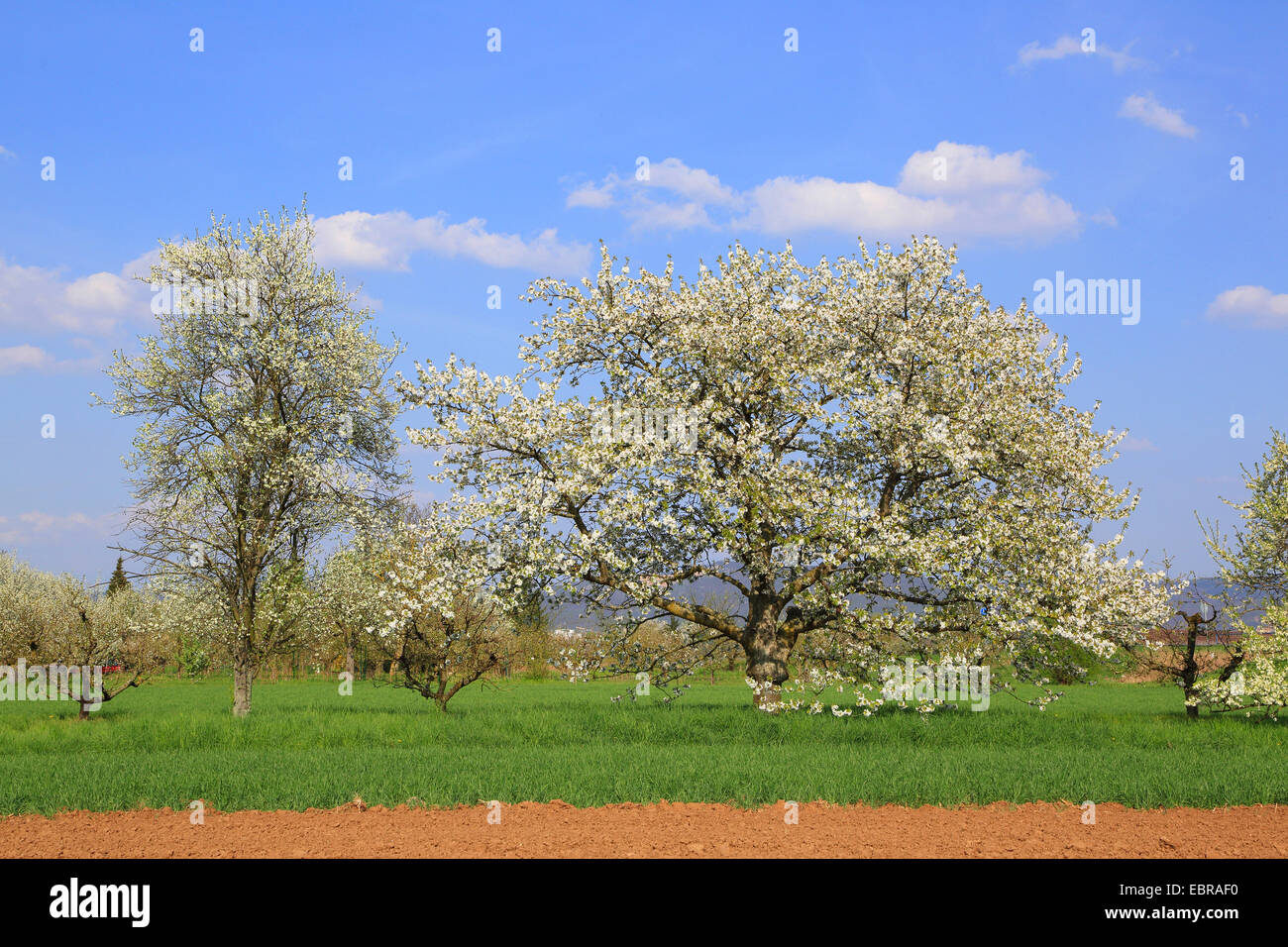 blühende Obstbäume auf einer Wiese, Deutschland Stockfoto