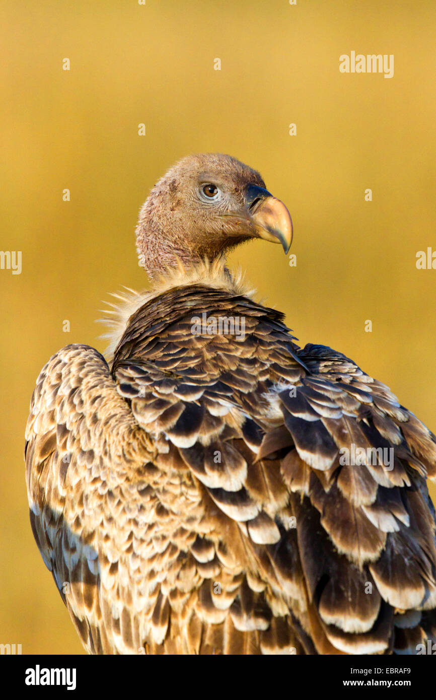 Rueppell der Griffon, Rueppells Gänsegeier (abgeschottet Rueppellii), Porträt, Kenia, Masai Mara Nationalpark Stockfoto