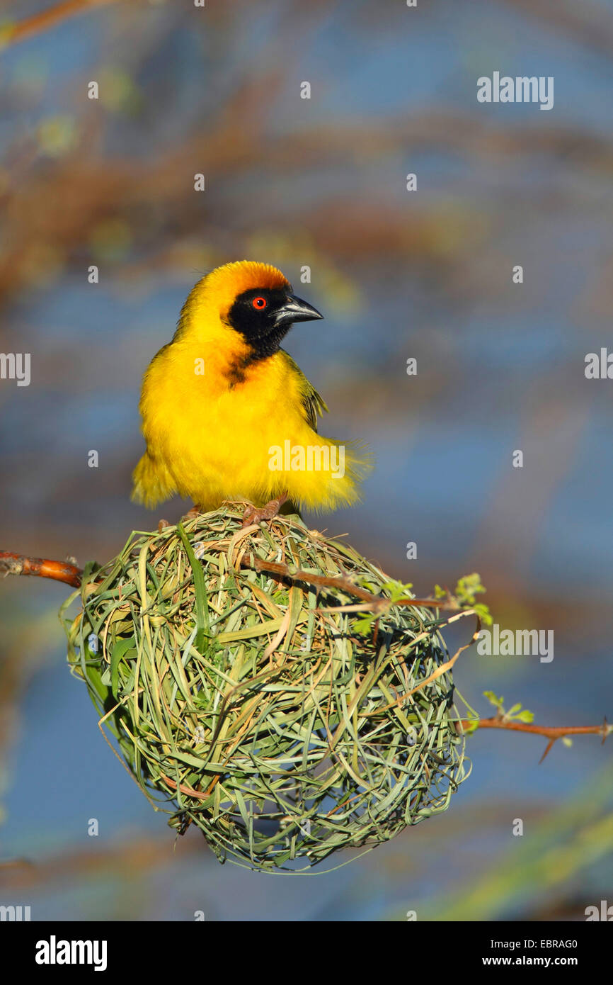 Afrikanische maskierte Weber (Ploceus Velatus), männliche sitzen auf dem Nest, Südafrika, Barberspan Bird Sanctuary Stockfoto