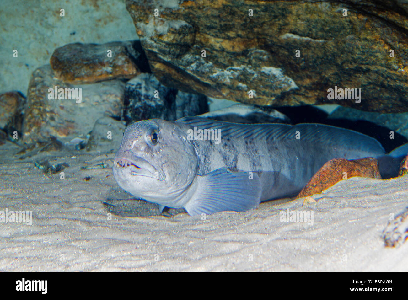 Atlantische Katfisch, Katfisch, Katze Fisch, Wels (Anarhichas Lupus), am Meeresgrund Stockfoto