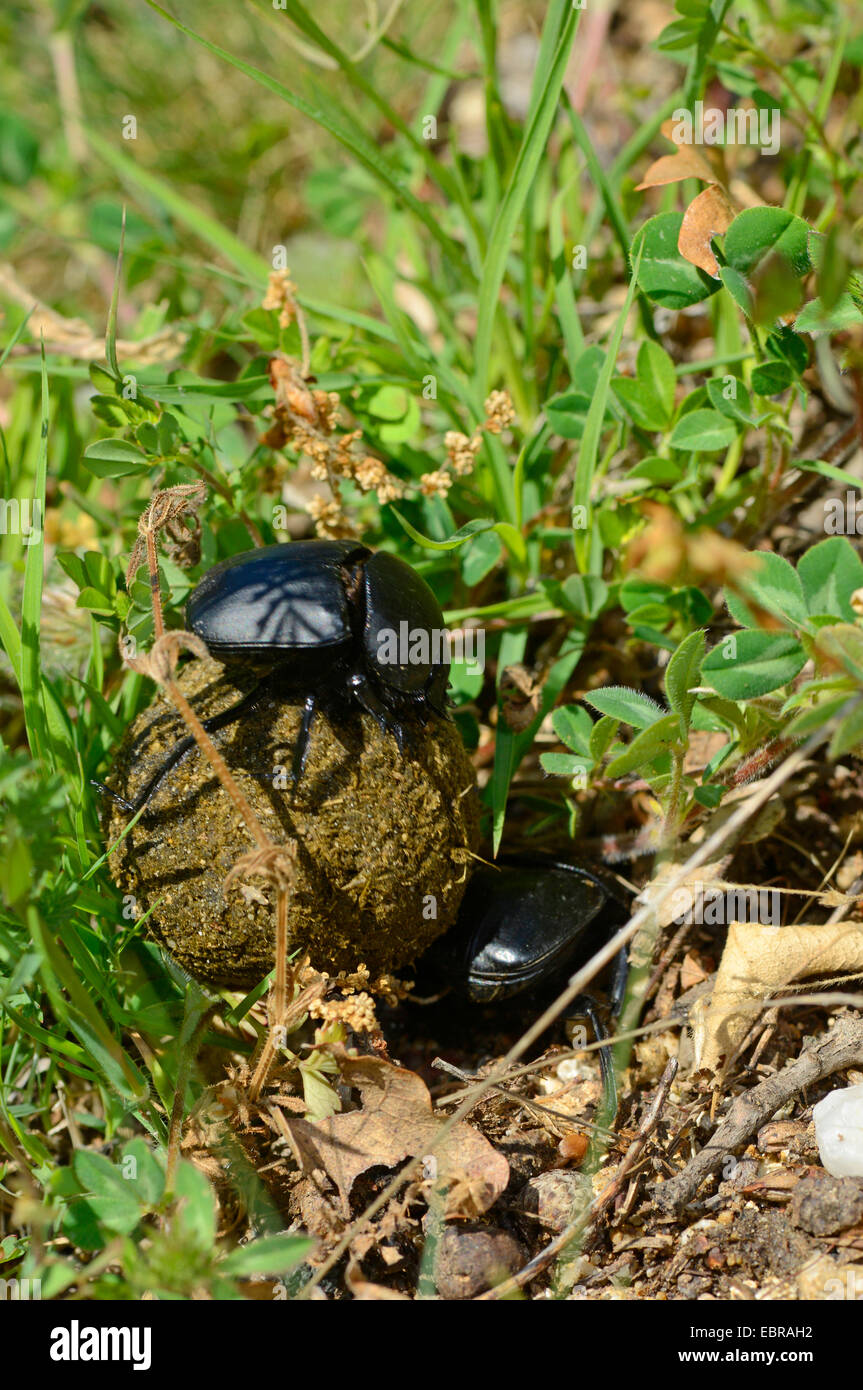 Heiligen Skarabäus-Käfer, ägyptische Skarabäus (Scarabaeus vgl. Sacer), zwei Blatthornkäfer Verkehrsmitteln eine Dung Kugel, Bulgarien Stockfoto