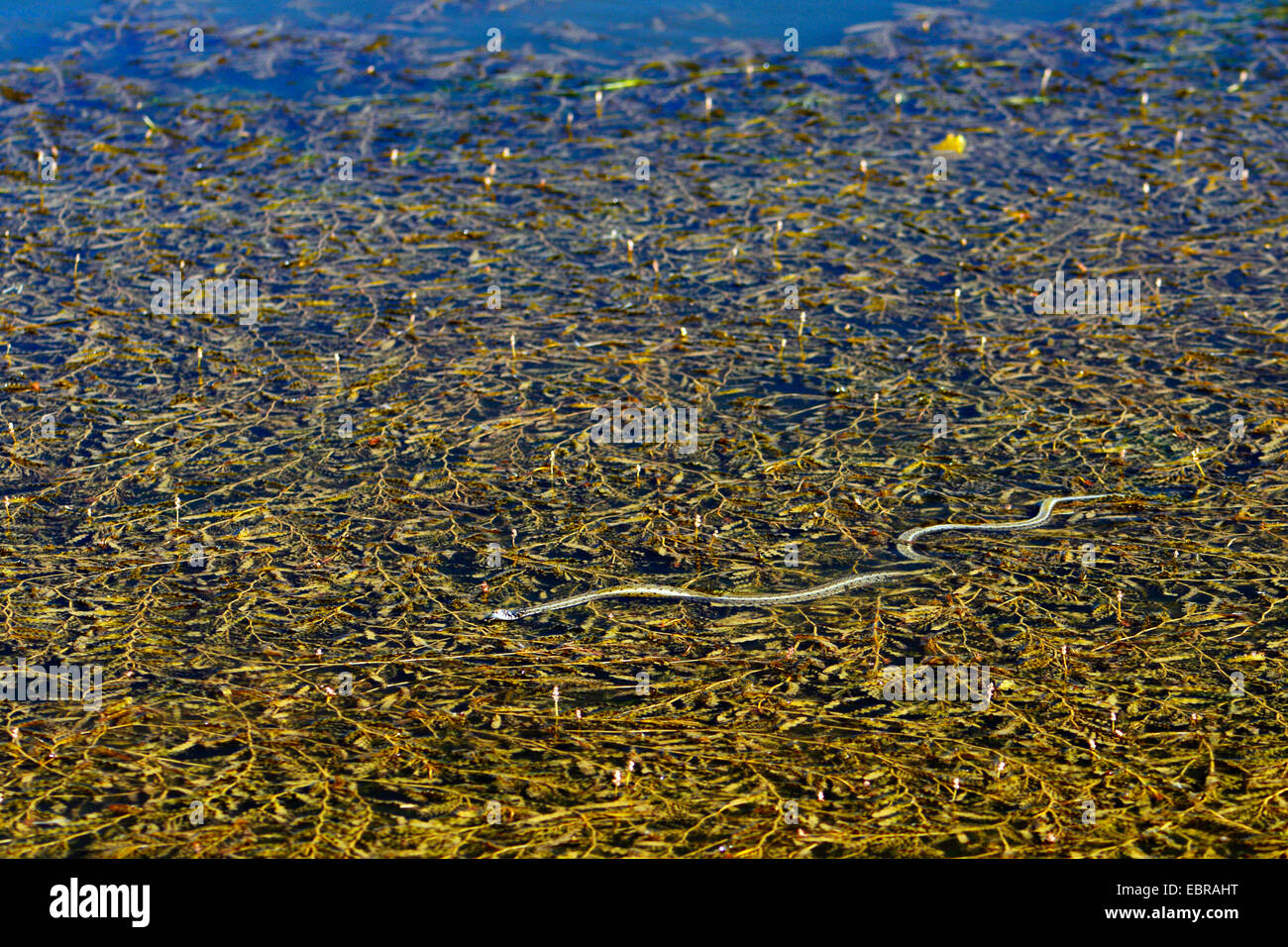 Balkan Ringelnatter (Natrix Natrix Persa), Ringelnatter schwimmen zwischen schwimmenden Pflanzen, Türkei, Thrakien, Europaeische Tuerkei Stockfoto