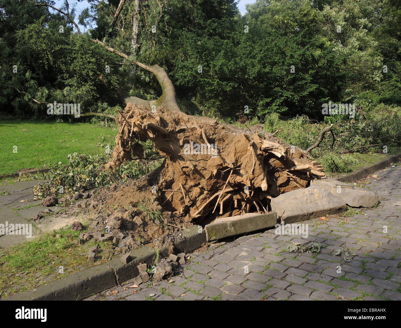gemeine Esche, europäischer Esche (Fraxinus Excelsior), verwüsteten Stadt Park Bochum durch umgestürzte Bäume und abgebrochene Äste, Sturmtief Ela am 2014-06-09, Bochum, Ruhrgebiet, Nordrhein-Westfalen, Deutschland Stockfoto