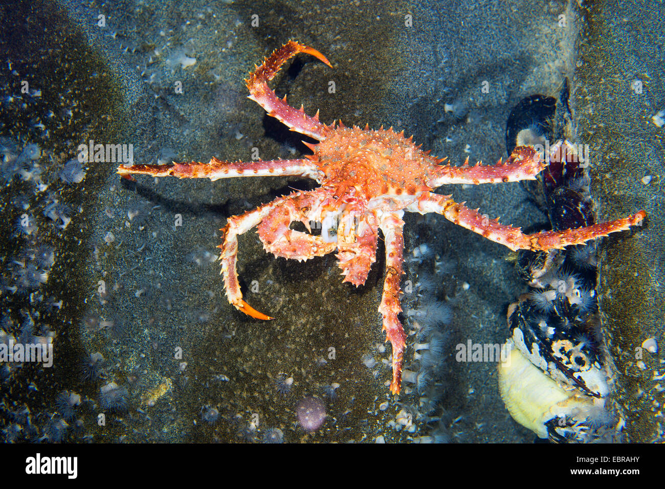 Nördlichen Stone Crab, Königskrabbe (Lithodes Maja, Lithodes Maja, Lithodes Arctica), auf einem Stein Stockfoto