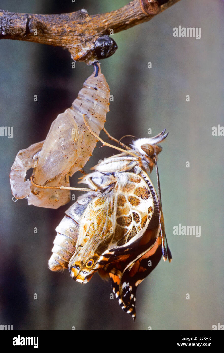 Distelfalter (Vanessa Cardui, Cynthia Cardui, Pyrameis Cardui), Schmetterling schlüpfen aus der Puppe, Deutschland Stockfoto