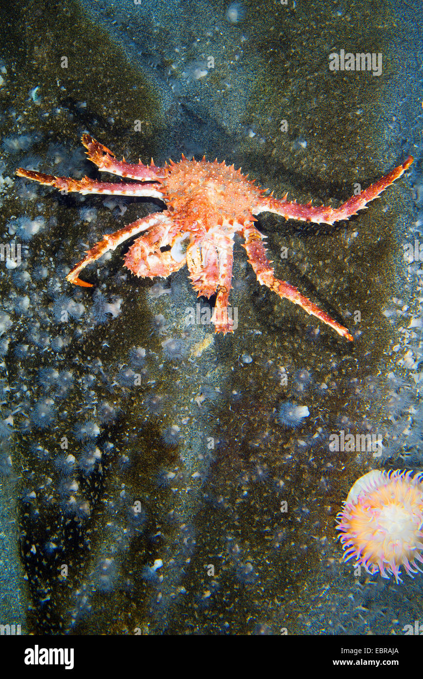 Nördlichen Stone Crab, Königskrabbe (Lithodes Maja, Lithodes Maja, Lithodes Arctica), auf einem Stein Stockfoto