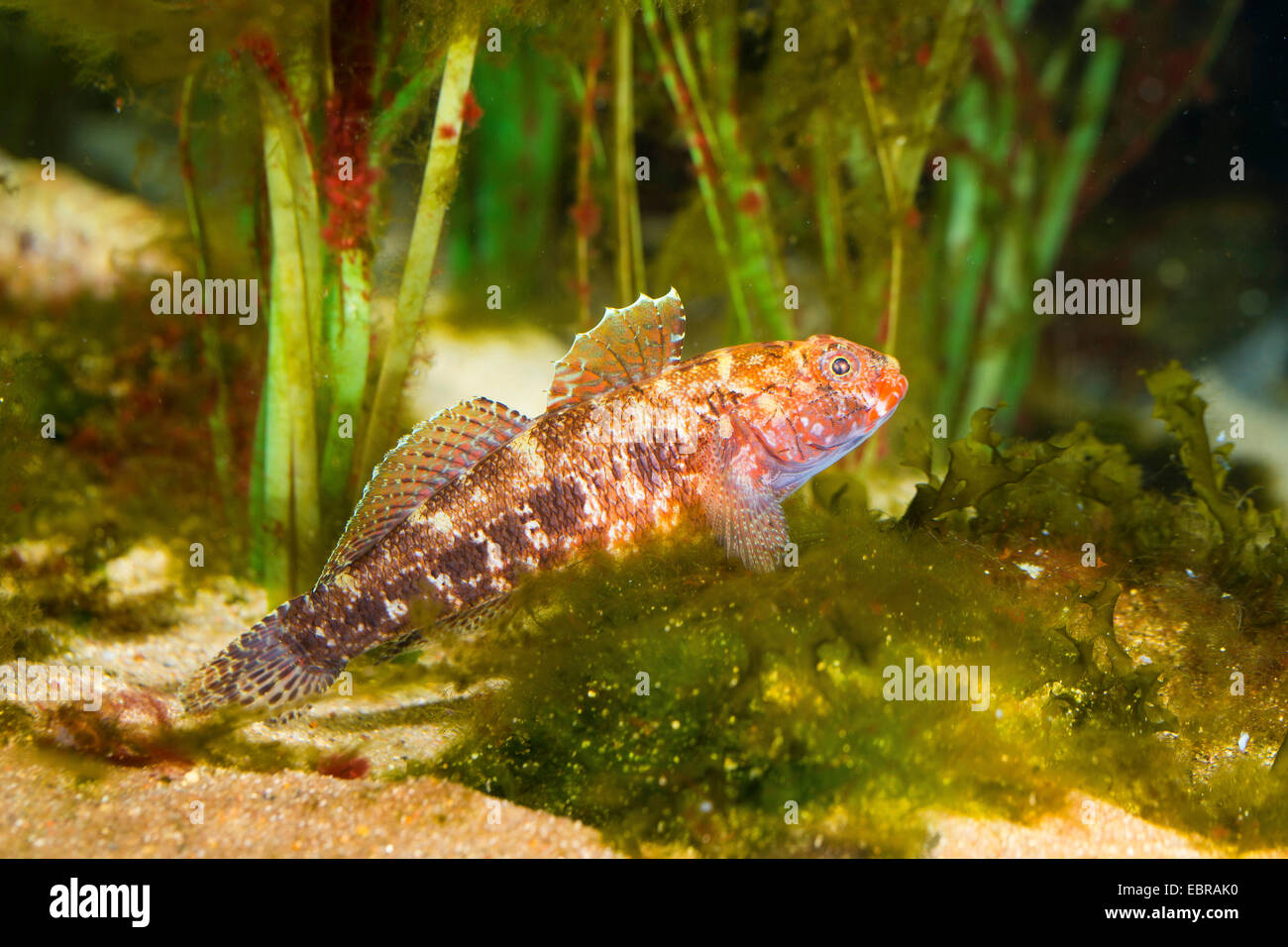 rot-mouthed Grundel, roten Mund Grundel (Gobius Cruentatus), Schwimmen Stockfoto