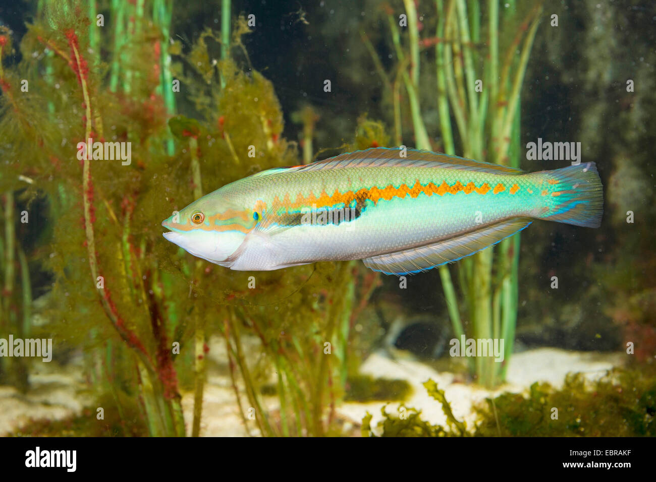 Mediterrane Regenbogen Lippfisch, Regenbogen-Lippfisch, mediterrane Regenbogenfisch (Coris Julis, Labrus Julis), Männlich Stockfoto