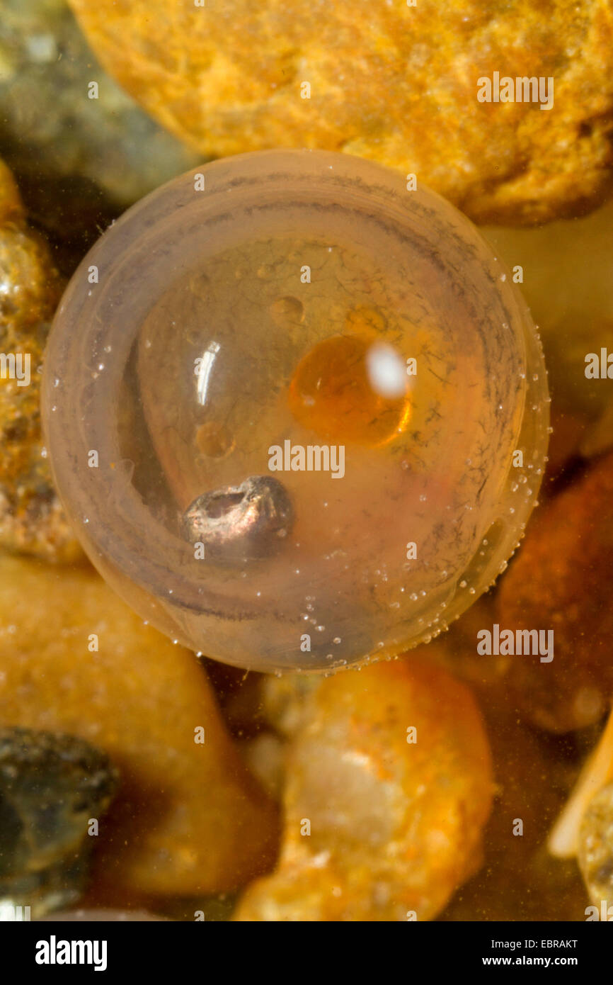 Äsche (Thymallus Thymallus), Ei sofort vor dem schlüpfen, Deutschland Stockfoto