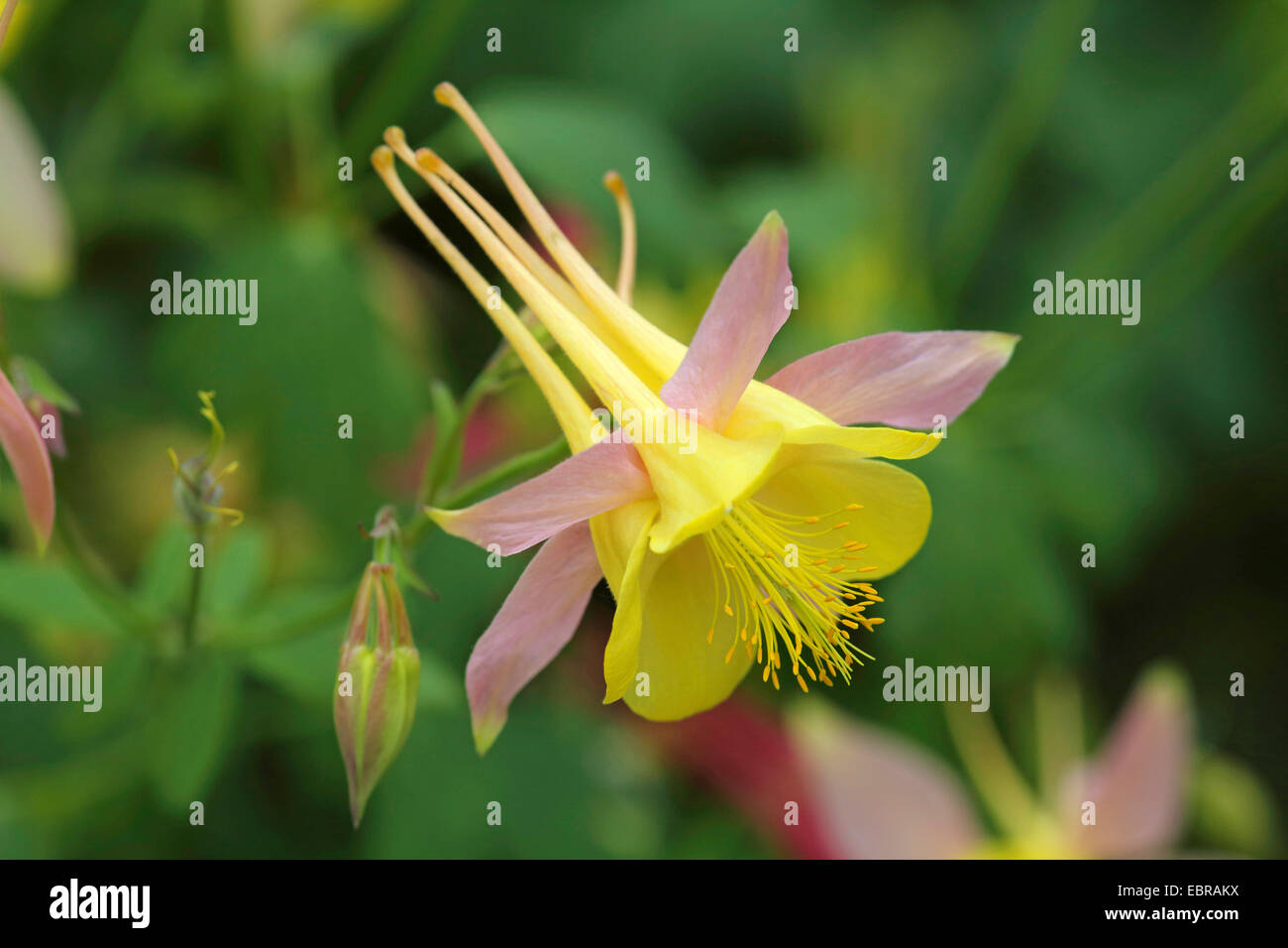 Akelei (Aquilegia Caerulea), Blume Stockfoto