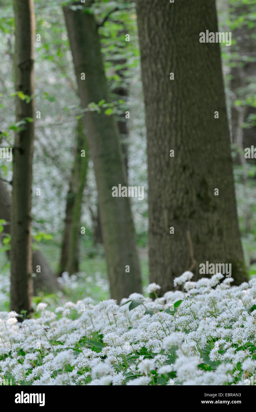 Bärlauch (Allium Ursinum), blühenden Bärlauch im Wald, Deutschland, Nordrhein-Westfalen Stockfoto