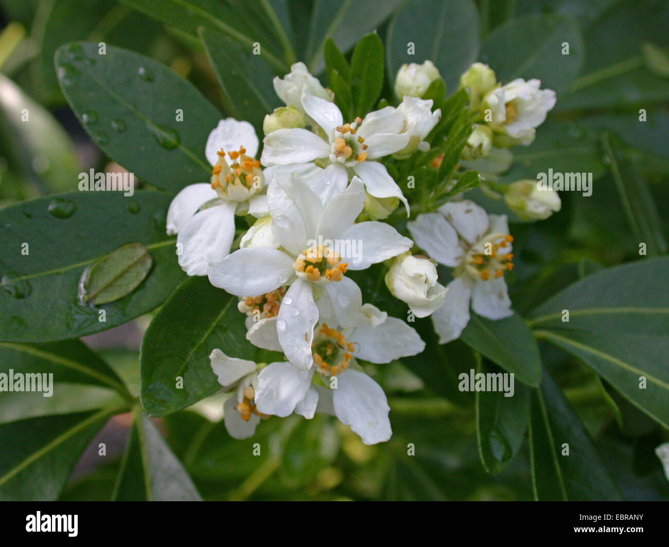 Mexikanische Orangenblüten (Choisya Ternata), Blumen Stockfoto