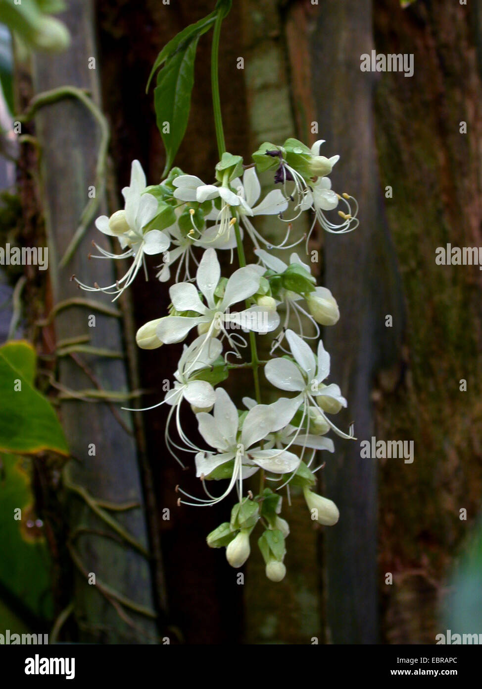 Wallich Glorybower, nicken Clerodendrum, Bridal Veil (Clerodendrum