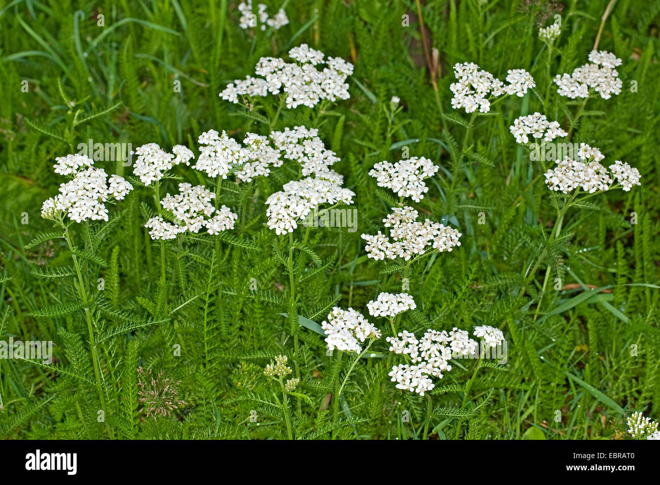 Gemeinsamen Schafgarbe (Achillea Millefolium), blühen, Deutschland Stockfoto
