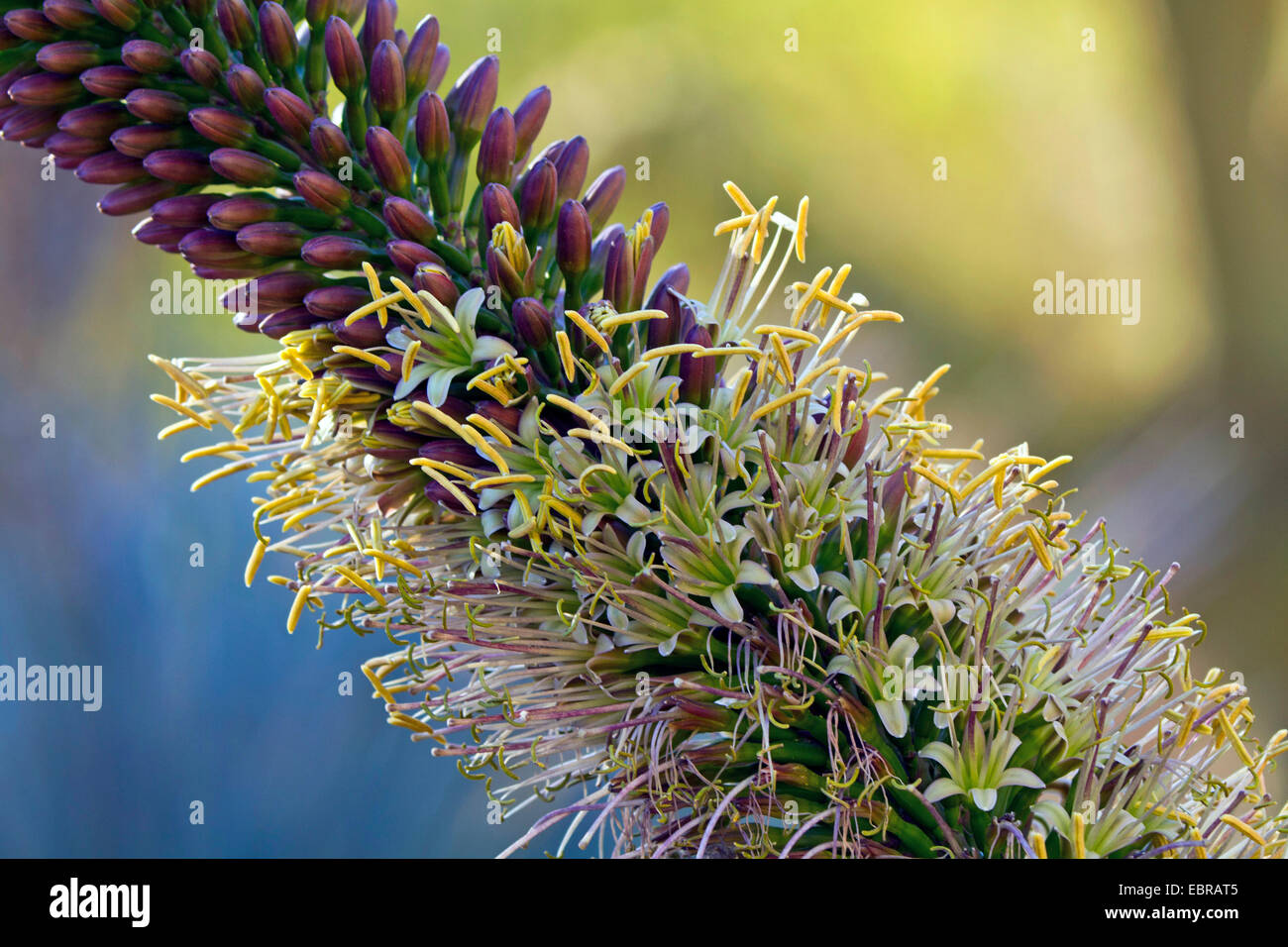 Agave (Agave spec.), Blütenstand, detail Stockfoto