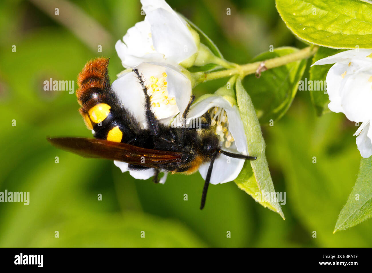 Scolid-Wespe auf eine weiße Blume, Kroatien, Istrien Stockfoto