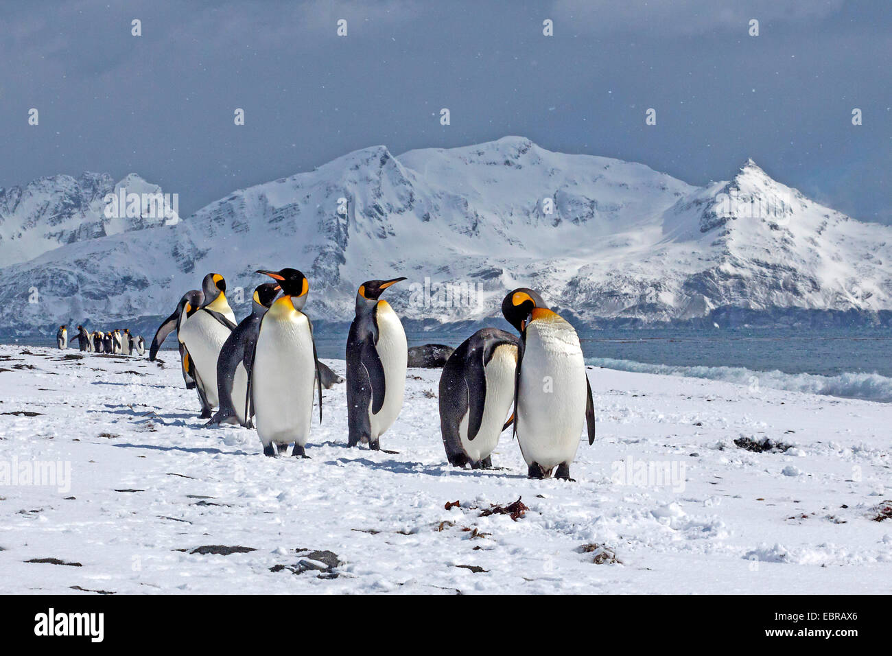 King Penguin (Aptenodytes Patagonicus), in schneereichen Lebensraum, Antarktis, Suedgeorgien, St. Andrews Bay-Gruppe Stockfoto