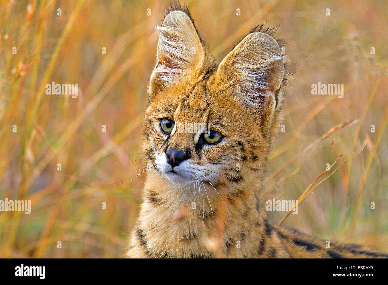 Serval (Leptailurus Serval, Felis Serval), Porträt, Kenia, Masai Mara Nationalpark Stockfoto