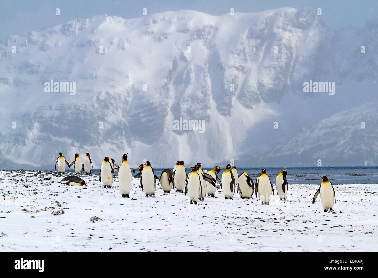 King Penguin (Aptenodytes Patagonicus), in schneereichen Lebensraum, Antarktis, Suedgeorgien, St. Andrews Bay-Gruppe Stockfoto