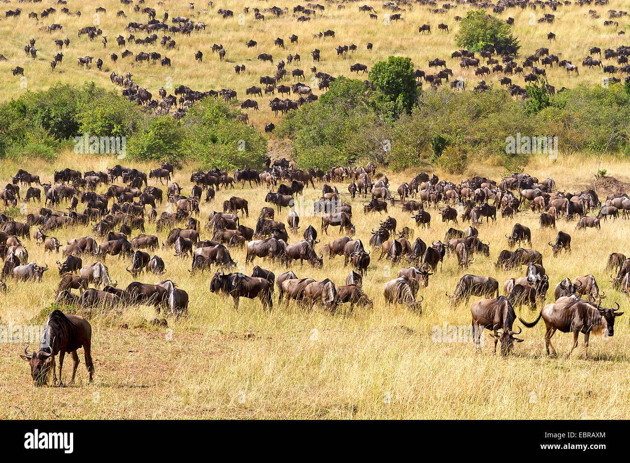 blau, gestromt Gnu, weißen bärtigen Gnus (Connochaetes Taurinus), Gnus, große Herde in Savanne, Kenia, Masai Mara Nationalpark Stockfoto